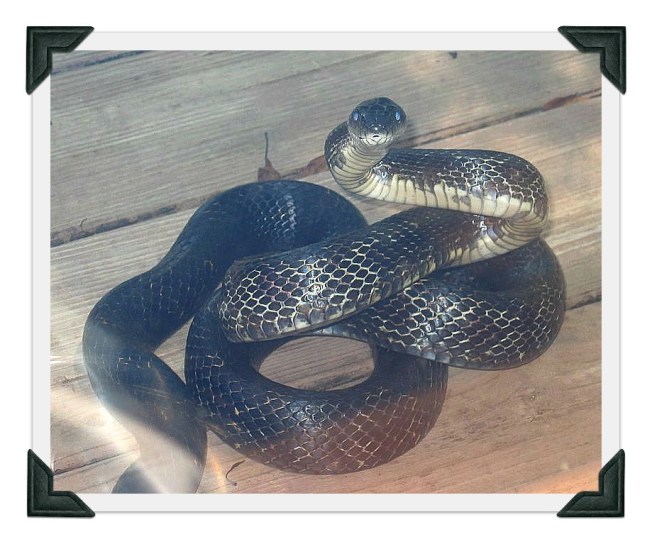 Horrible, Scottie-eating snake. 