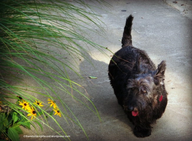 Mac on his evening constitutional. 