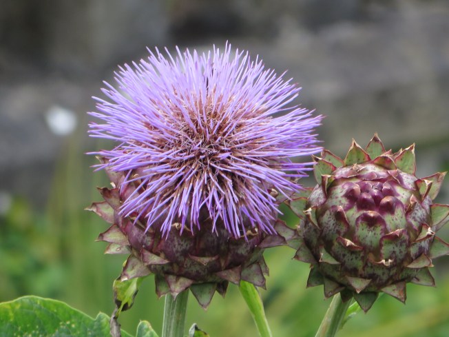 Thistle