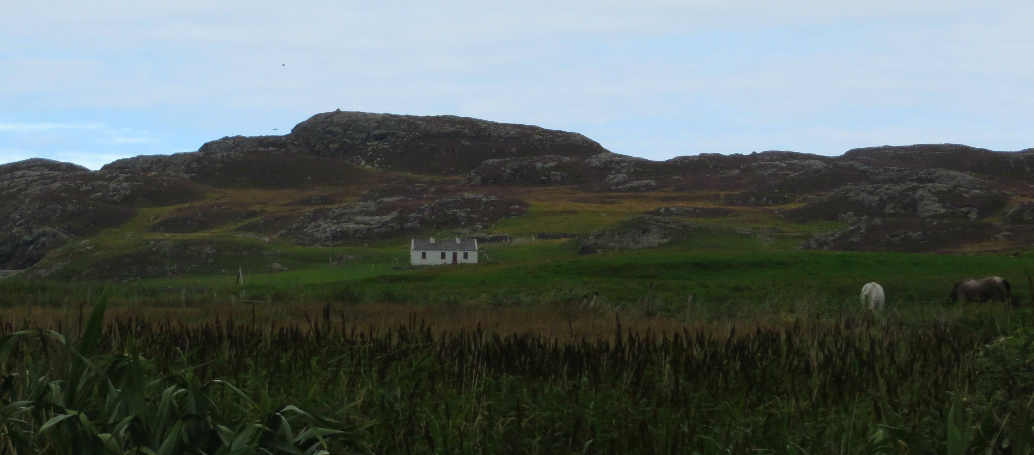 rgsbofincottagehorse