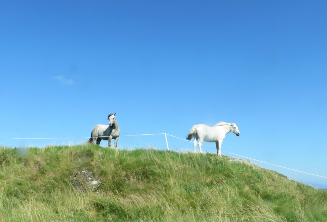 RGSConnemaraPonies