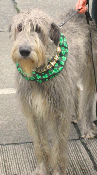 Not a horse. (Also, not my dog.) 