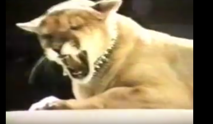 Screen Shot 2018-03-28 at 9.22.26 PM