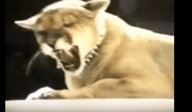 Screen Shot 2018-03-28 at 9.22.26 PM