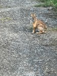 IMG_0668