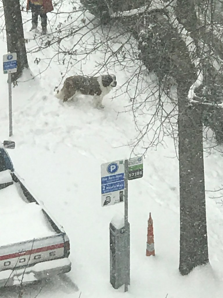 St. Bernard dog standing in a snowdrift on a city sidewalk. 