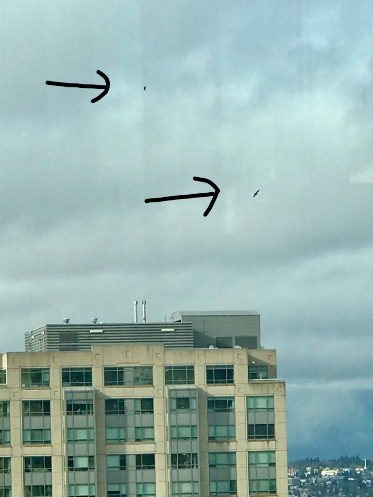 Sky and clouds with two eagles in the far distances. (Arrows drawn on photo to highlight eagles.) 