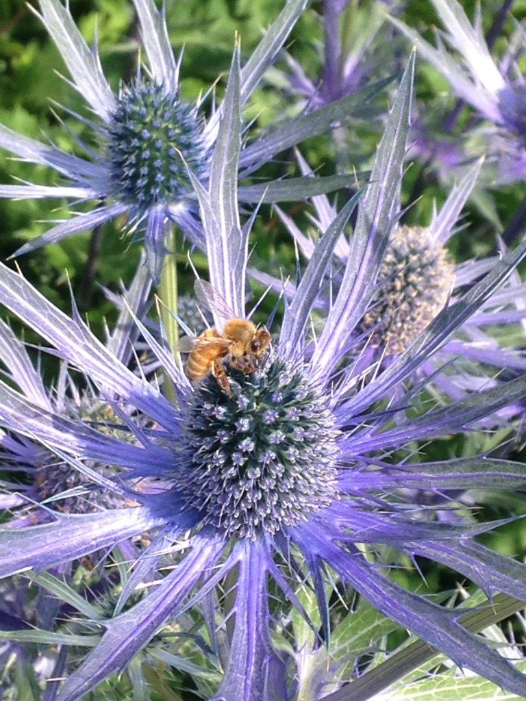Bee on purple thistle