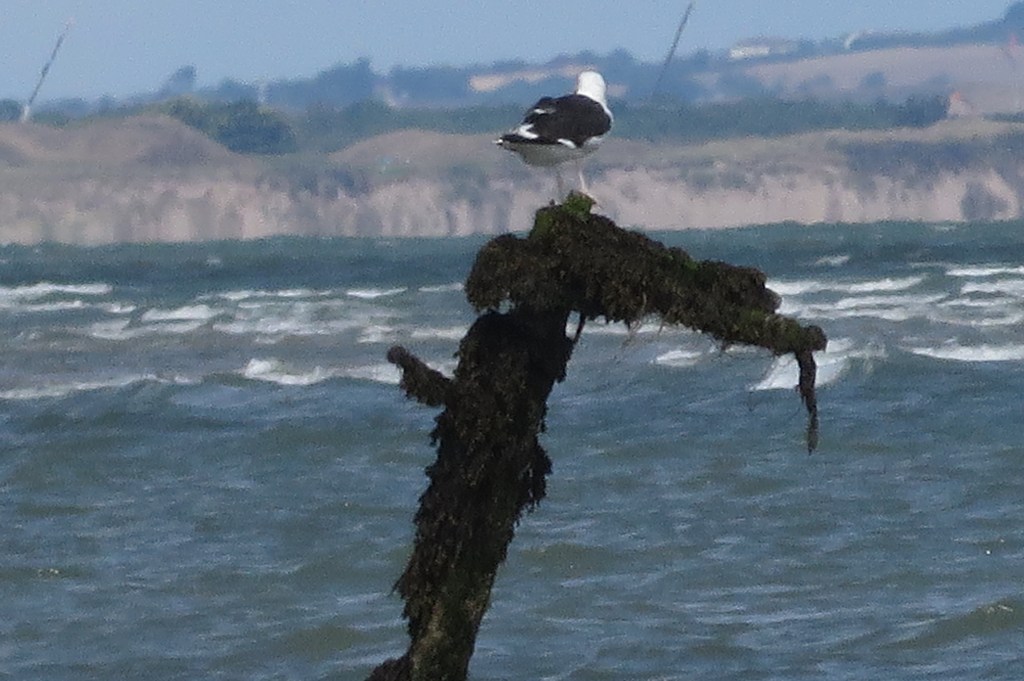 Seagull perched on a seaweed covered protrusion. 